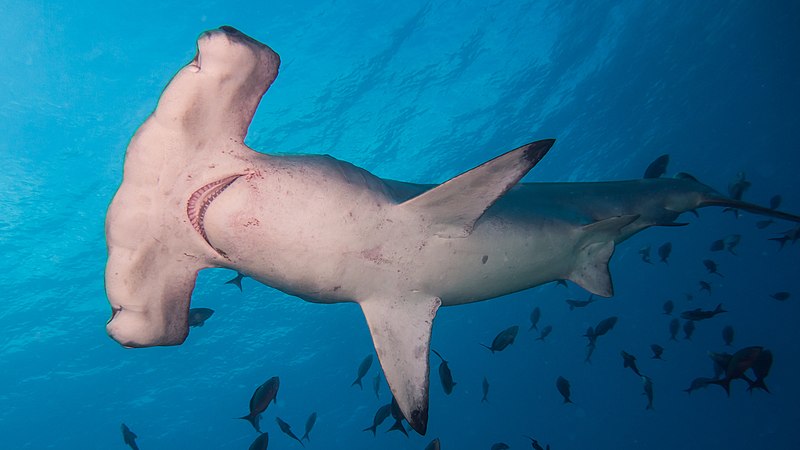 Facts To Know About Hammerhead Sharks