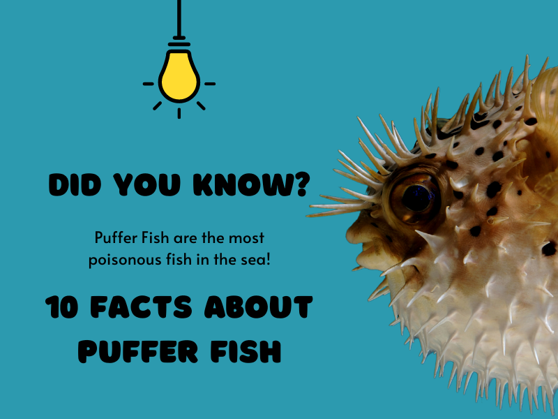 10 Facts About Puffer Fish