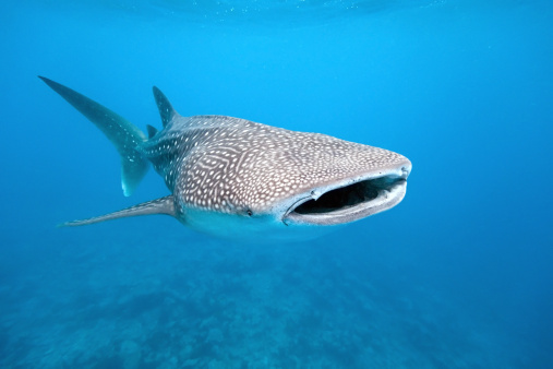 10 Huge Facts About Whale Sharks