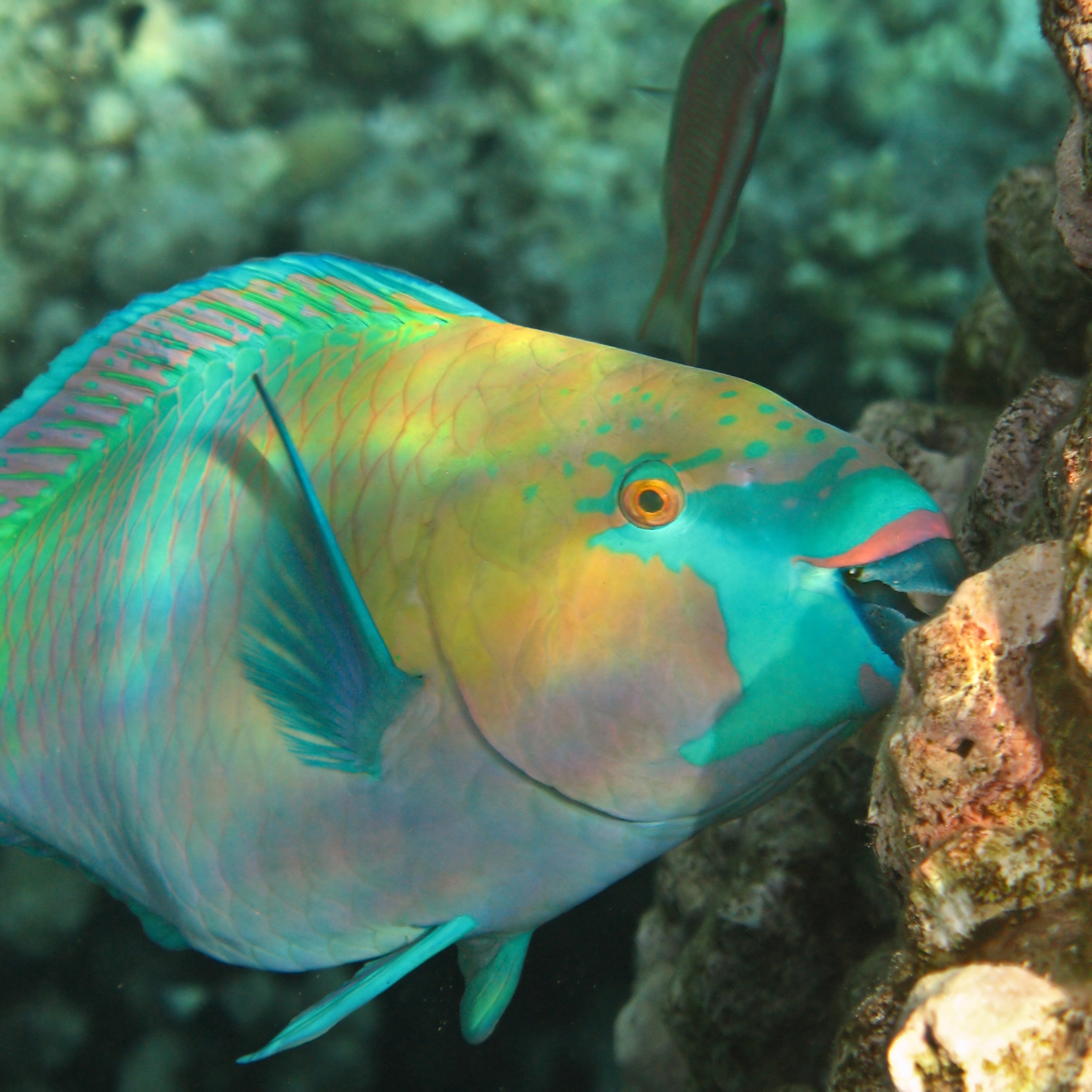 The Parrotfish